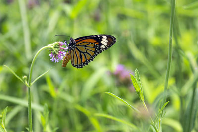 Close-up of butterfly pollinating on flower