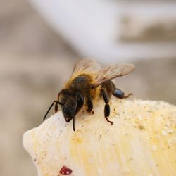 Close-up of bee pollinating