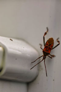 Close-up of insect on wall