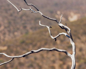 Close-up of bare tree branch