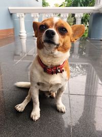 Portrait of dog sitting at home