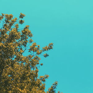 Low angle view of tree against clear sky