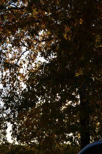 Low angle view of tree against sky