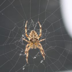 Close-up of spider on web