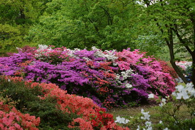 Pink flowers on tree