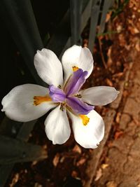 Close-up of flower blooming outdoors
