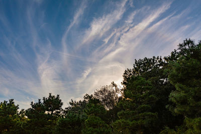 Low angle view of plants against sky