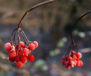 Close-up of berries on tree