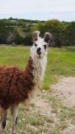 Portrait of sheep on field