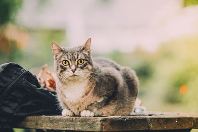 Cat resting on a bench looking at camera