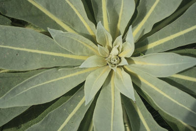 Full frame shot of flowering plant