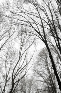 Low angle view of bare trees against sky