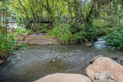 Plants growing by river in forest