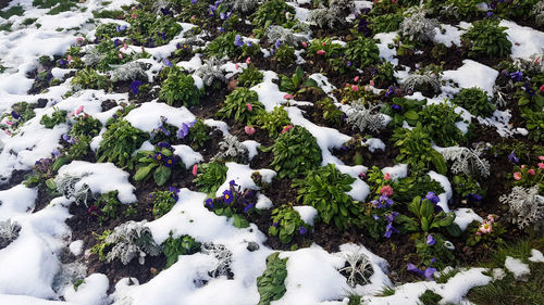 White flowers in snow