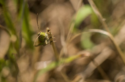 Close-up of bee on plant