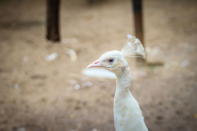 Close-up of a bird