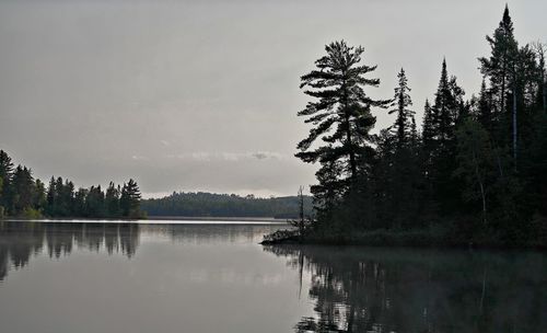Trees growing by calm lake against sky