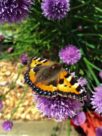 Close-up of butterfly pollinating on purple flower