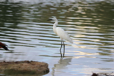 Bird in a lake