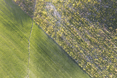 High angle view of agricultural field