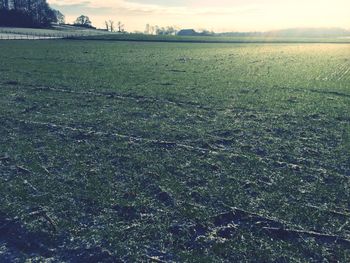 Scenic view of grassy field against sky