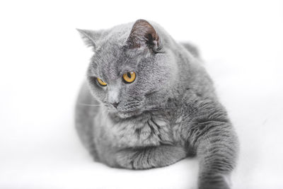 Close-up of a cat looking away