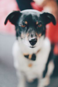 Close-up portrait of dog