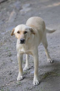 Close-up of dog