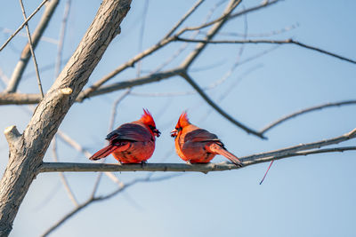 Low angle view of birds perching on branch