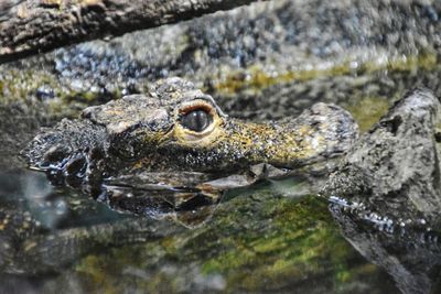 Close-up of crocodile on rock