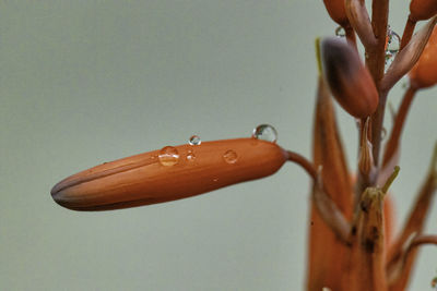 Close-up of wet flower against white background