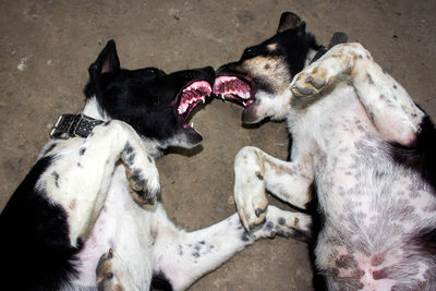 Close-up of dogs