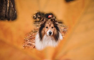High angle portrait through a hole in a leaf of dog looking away during autumn