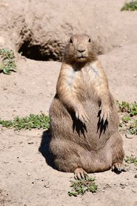 Prairie dog sitting on field