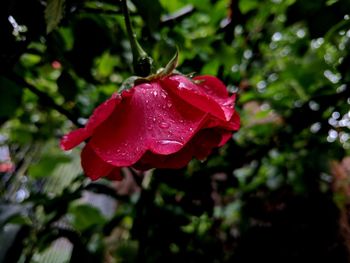 Close-up of wet red rose blooming outdoors