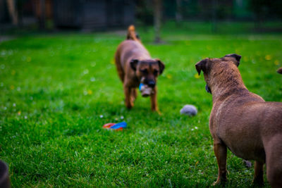 View of two dogs on field