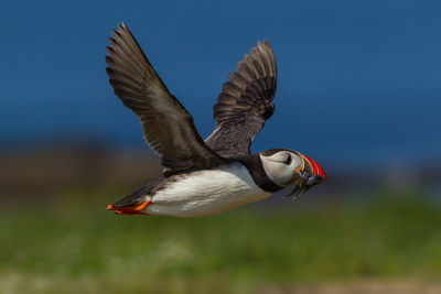 Close-up of atlantic puffin flying and carrying fish