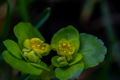 Close-up of plant growing outdoors