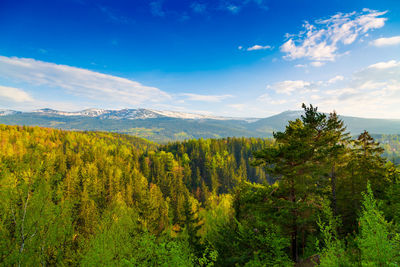 Scenic view of forest against sky