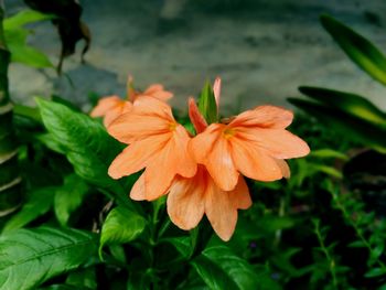 Close-up of orange flowering plant