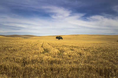 Hay bales on field against sky