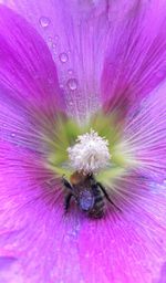 Extreme close up of pink flower