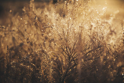 Morning bushes at arches national park