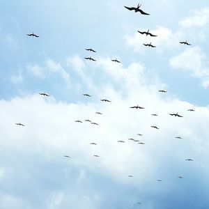 Low angle view of bird flying in sky