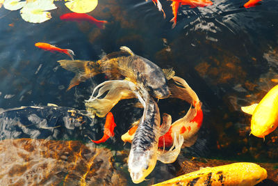 High angle view of koi carps swimming in pond