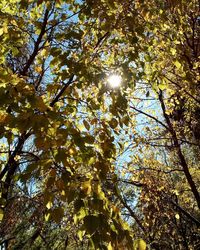 Low angle view of trees against sky