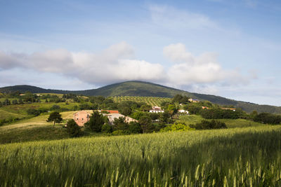 Scenic view of agricultural field against sky