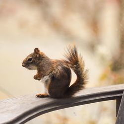 Squirrel on wooden chair