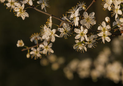 Close-up of white cherry blossoms
