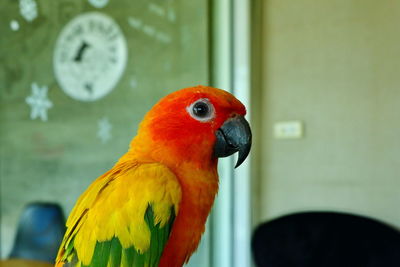 Close-up of parrot perching